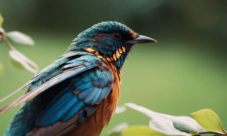 The Spiritual Meaning Of Seeing Injured Birds