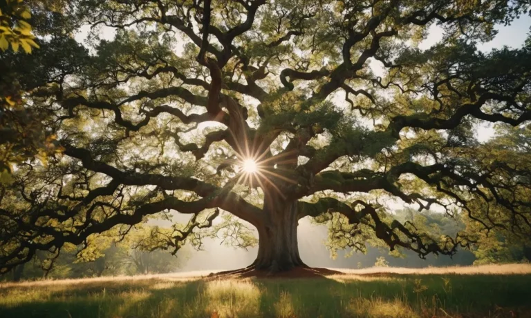 The Spiritual Meaning And Significance Of Trees