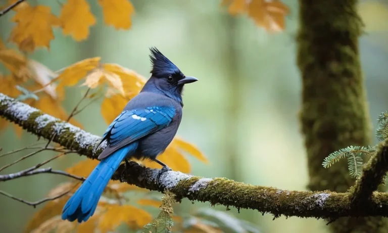 Steller’S Jay Spiritual Meaning: A Deep Dive Into What This Vibrant Bird Symbolizes