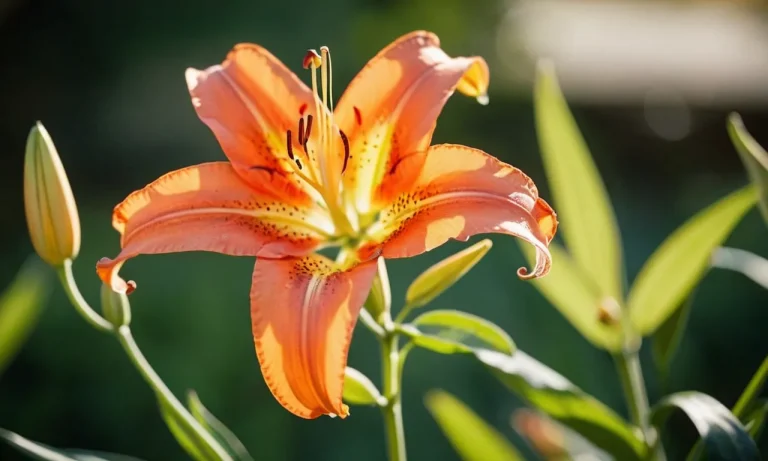 The Spiritual Meaning And Symbolism Of Tiger Lilies