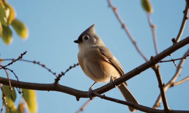 The Spiritual Meaning And Symbolism Of The Tufted Titmouse