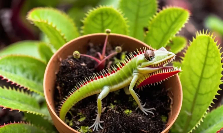 The Spiritual Meaning And Symbolism Of The Venus Flytrap Plant