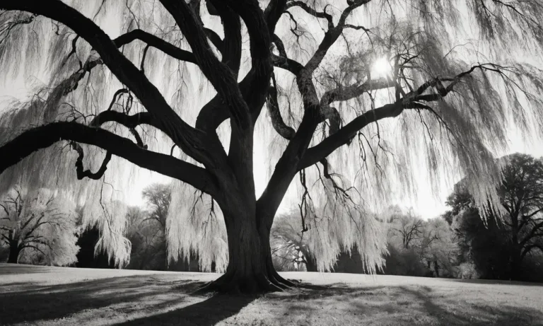 The Spiritual Meaning And Symbolism Of The Weeping Willow Tree