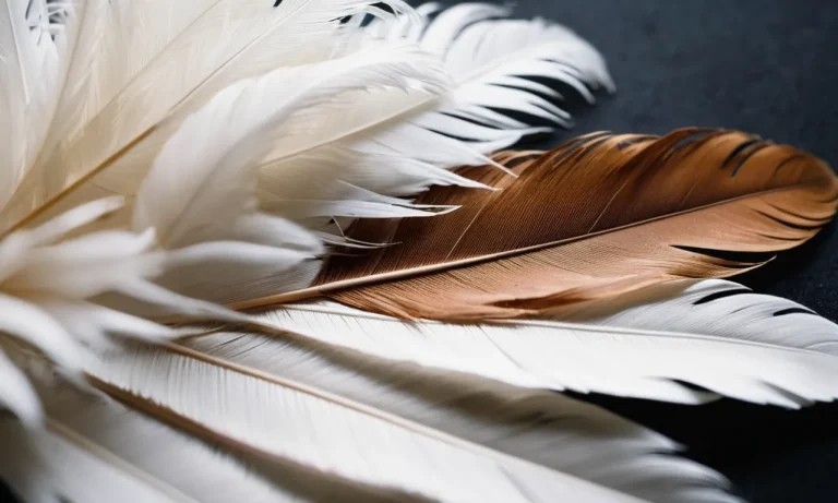 The Spiritual Meaning And Symbolism Of White And Brown Feathers
