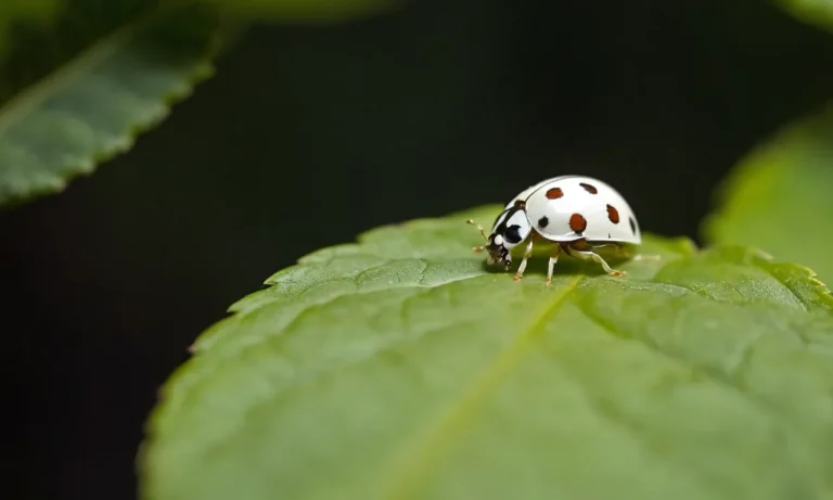 The Spiritual Meaning And Symbolism Of White Ladybugs