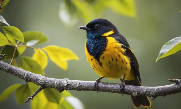 The Spiritual Meaning Of Yellow And Black Birds