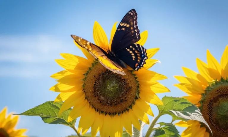 The Spiritual Meaning Of Yellow And Black Butterflies