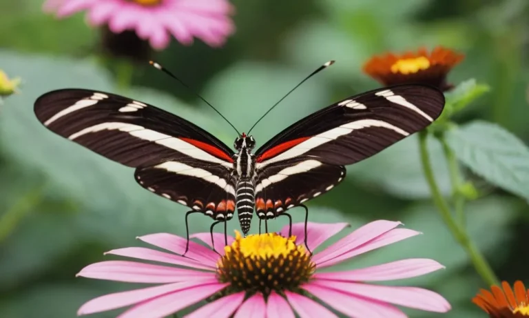 The Spiritual Meaning And Symbolism Of The Zebra Longwing Butterfly